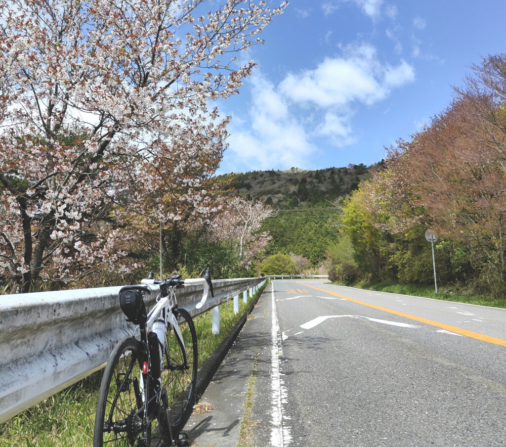 筑波山桜