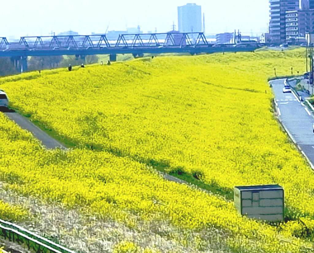 圧巻の江戸川の菜の花