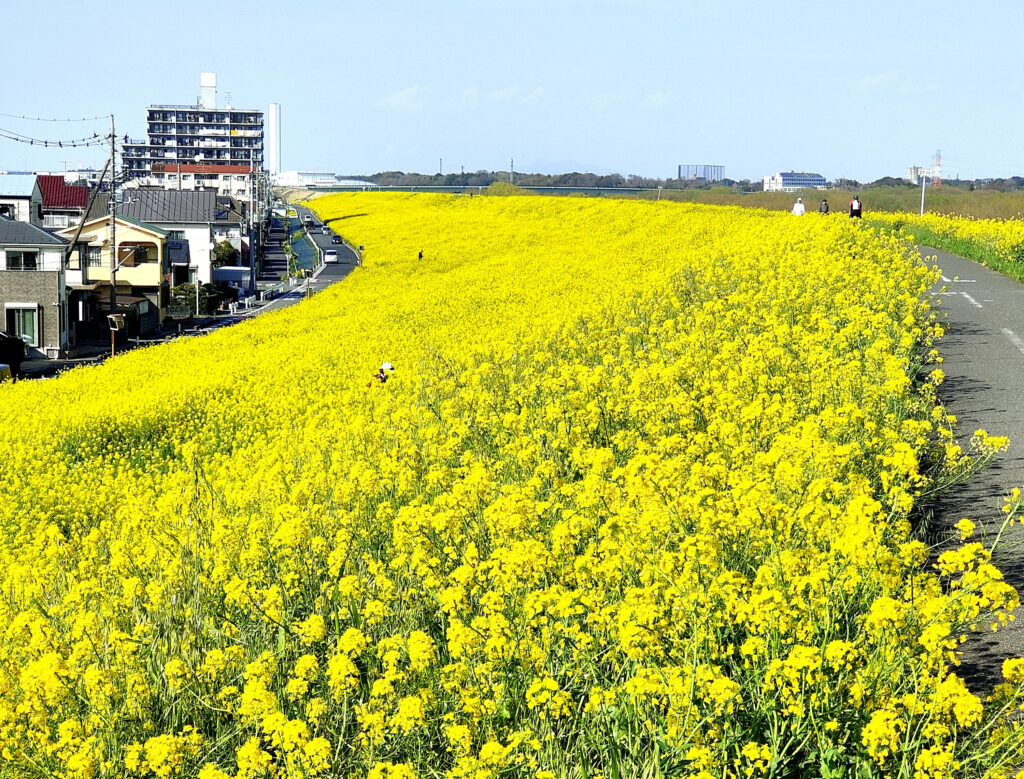 江戸川の土手一面に広がる圧巻の菜の花