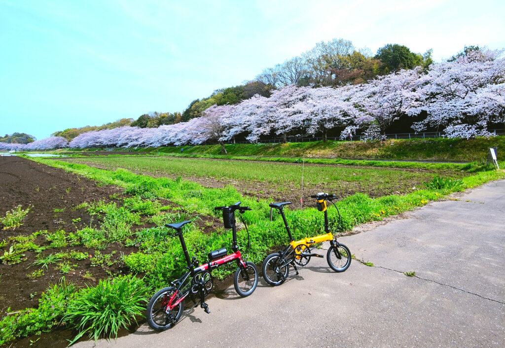 緑のヘルシーロード　桜