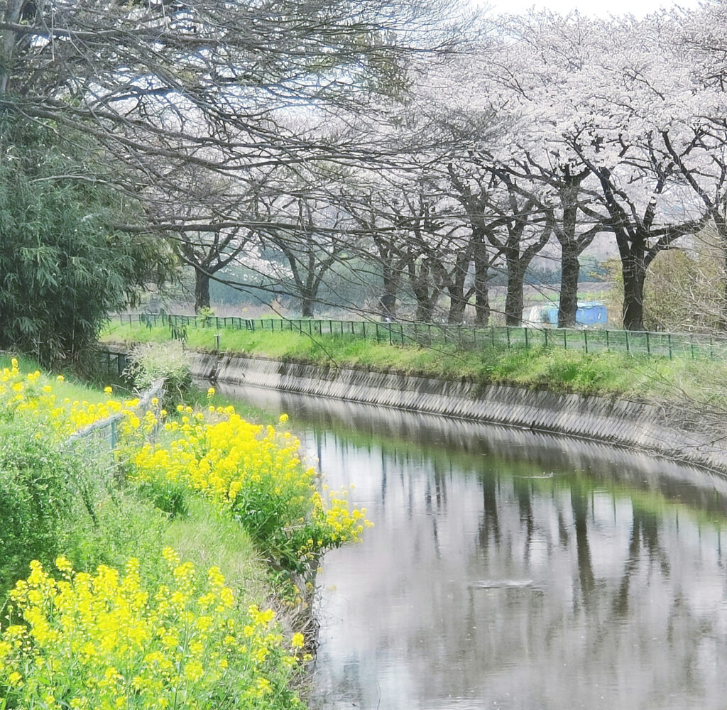 緑のヘルシーロード　桜