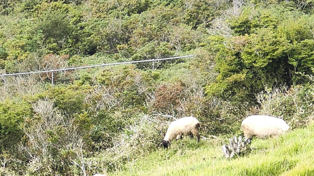 赤城山の羊